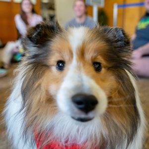 A close-up of a fluffy Shetland Sheepdog wearing a red bandana, looking directly into the camera. In the blurred background, several smiling students are seated on the carpeted floor in a casual indoor setting, suggesting a therapy or de-stress event with the dog as the center of attention.
